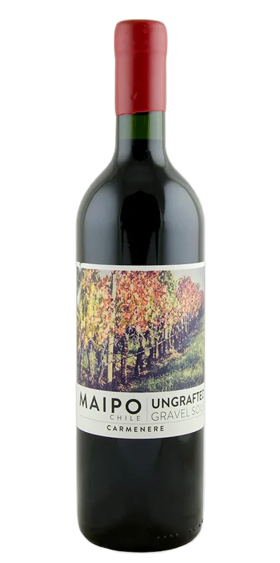 De Martino, Ungrafted Carmenère, Maipo